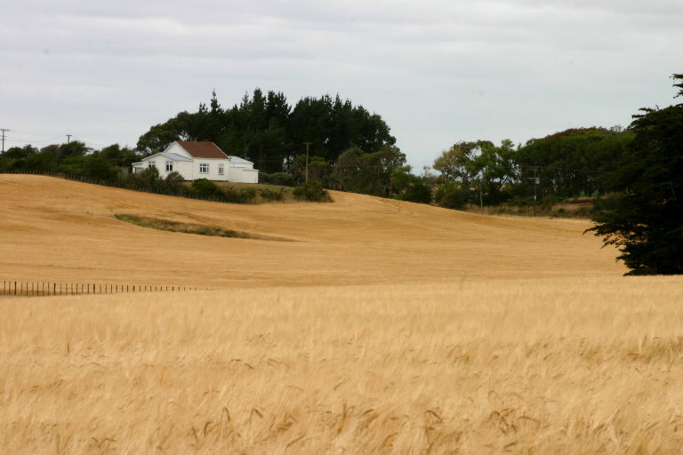 [Barley+crop+08+small+IMG_1903.JPG]