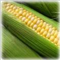 [Corn+Cob3.jpg]