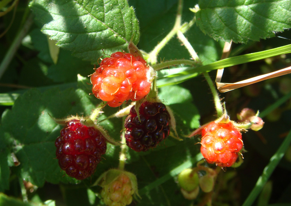 [wild+berries.jpg]