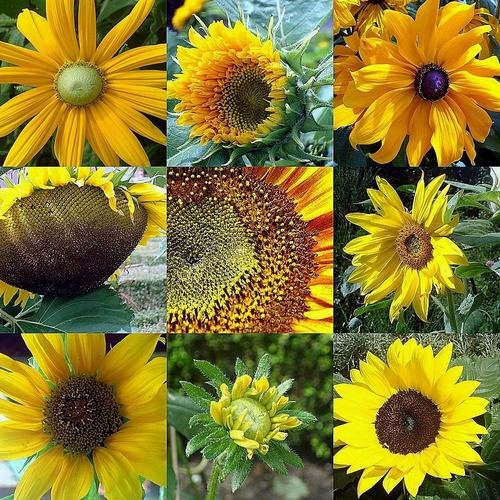 [sunflowers.bmp]