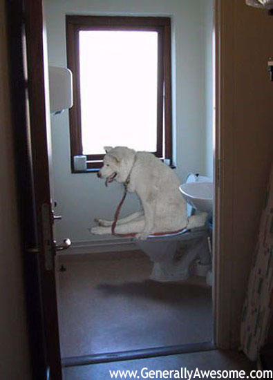 [dog-on-toilet.jpg]