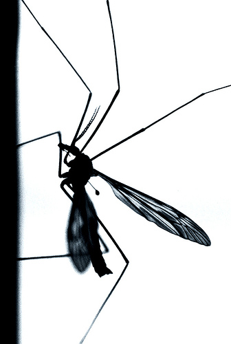 [mosquito-med.jpg]