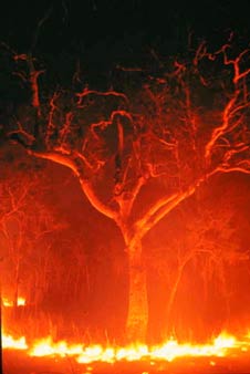 [burning+tree.jpg]