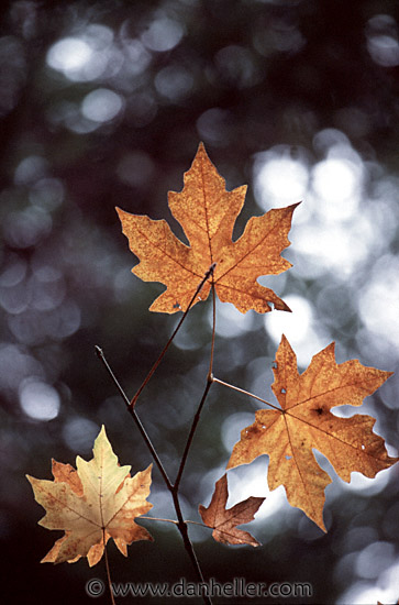 [maple-leaves-big.jpg]