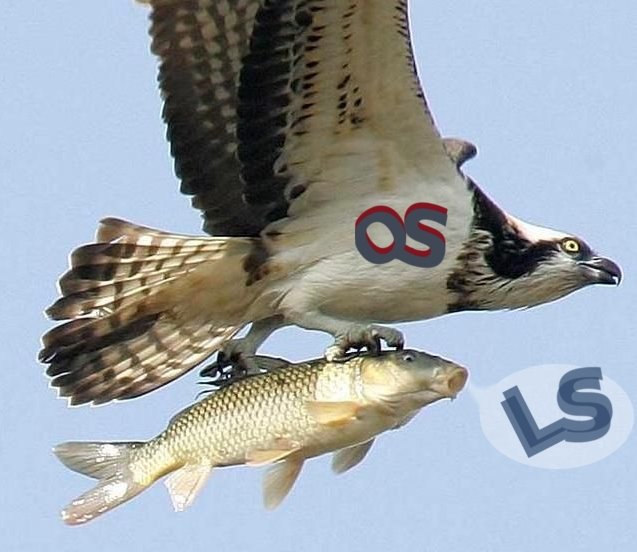 [QSLS-Eagle-Fish.jpg]