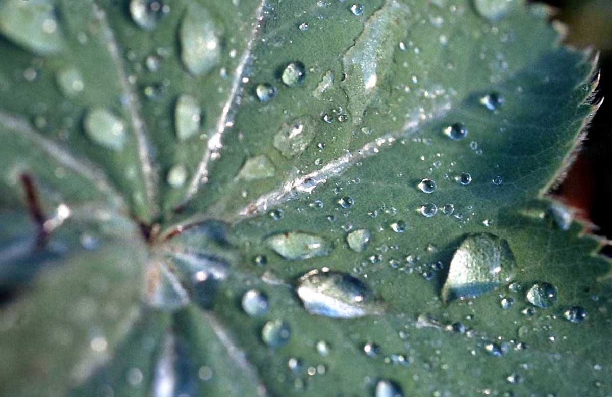 [leaf-water-k6fg.jpg]