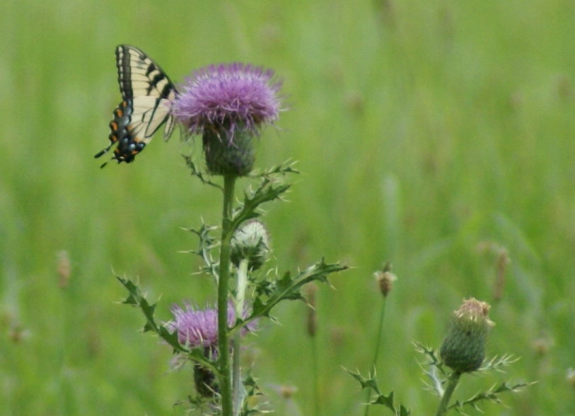 [thistle+with+tiger+swallowtail.JPG]