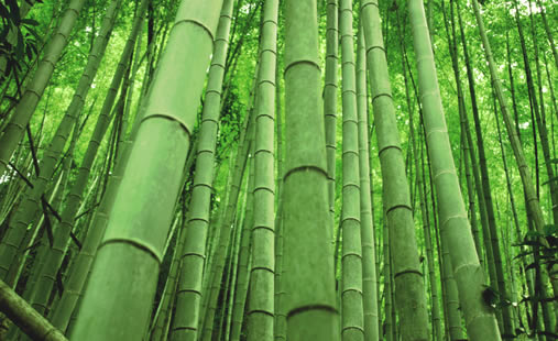 [bamboo2.jpg]