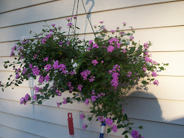 One of my hanging baskets on the deck