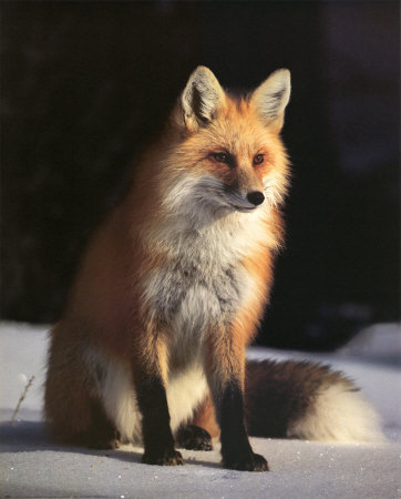 [Fox-and-Winter-Coat-Print-C10001410.jpeg]