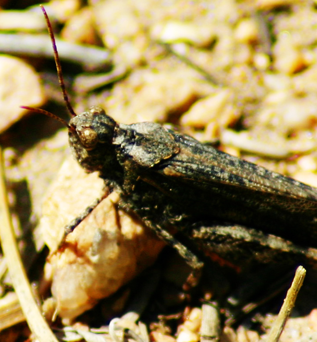 [grasshopper3.jpg]
