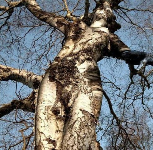 [tree-goddess.jpg]