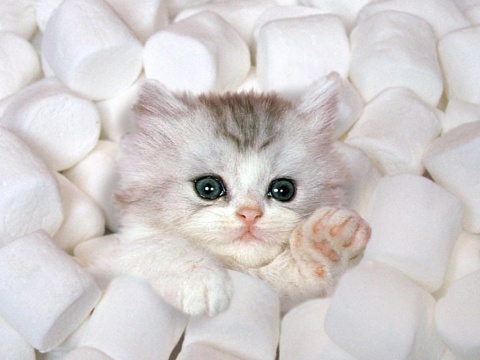 [marshmallow+kitten.jpeg]