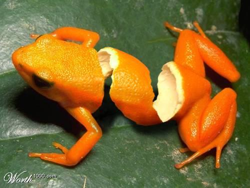 [orange_frog.jpg]