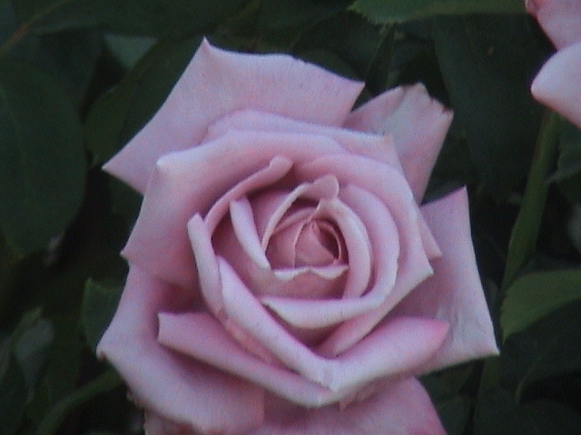 [rose6.JPG]