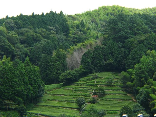 [river+tea+fields+and+mountain.jpg]