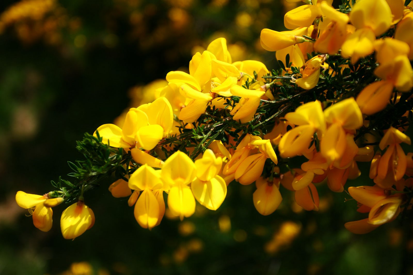[the+pretty+yellow+flowers.jpg]