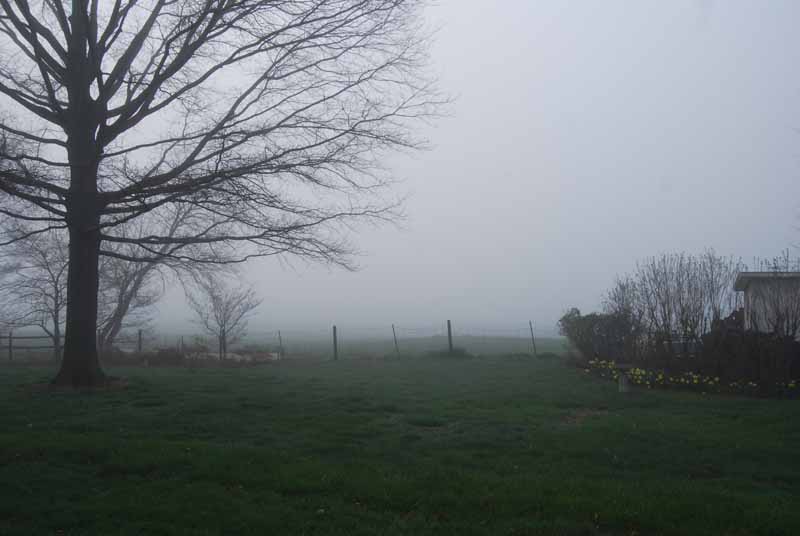 [080410+Back+yard+-+early+fog.JPG]