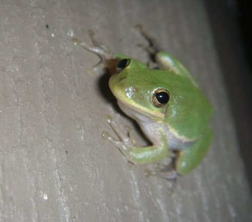 [frog2.jpg]