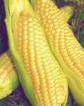 [corn+on+the+cob.jpg]