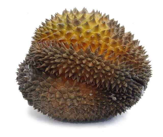[Durian.jpg]