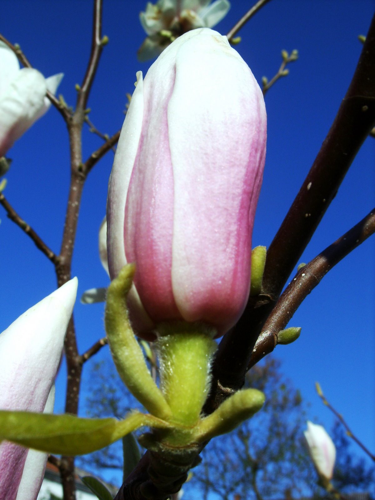 [magnoliaknopp.JPG]