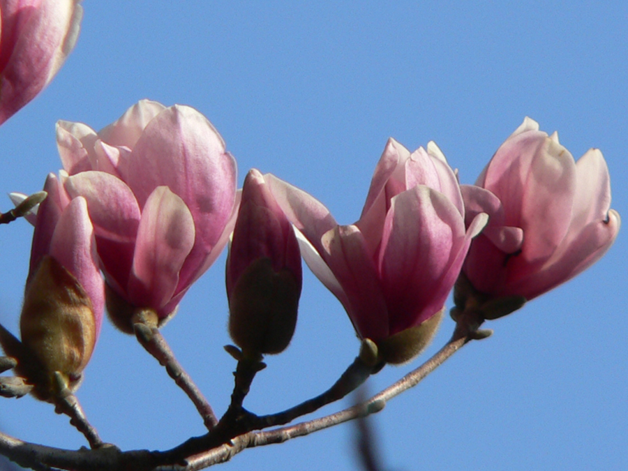 [Magnolias1.jpg]