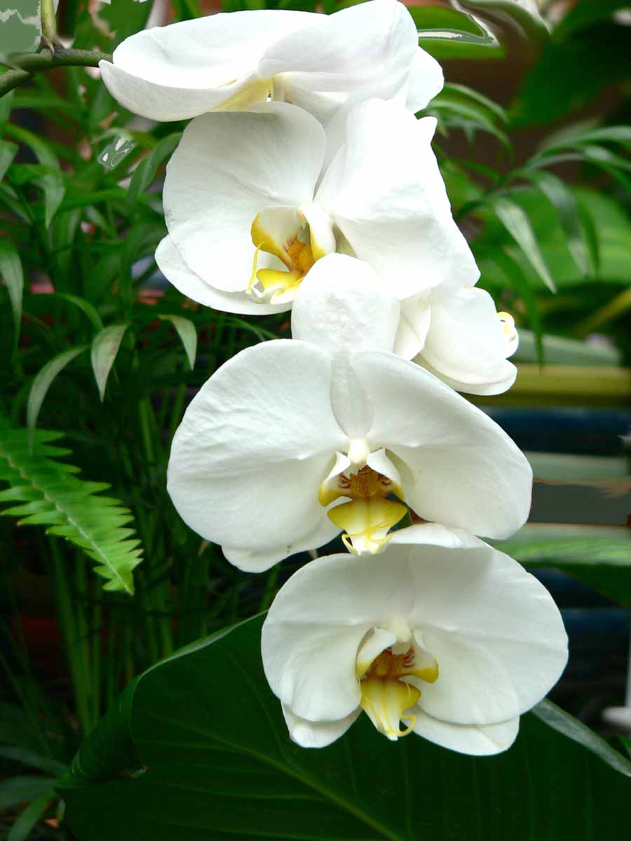 [Orchids-bridal+sm.jpg]