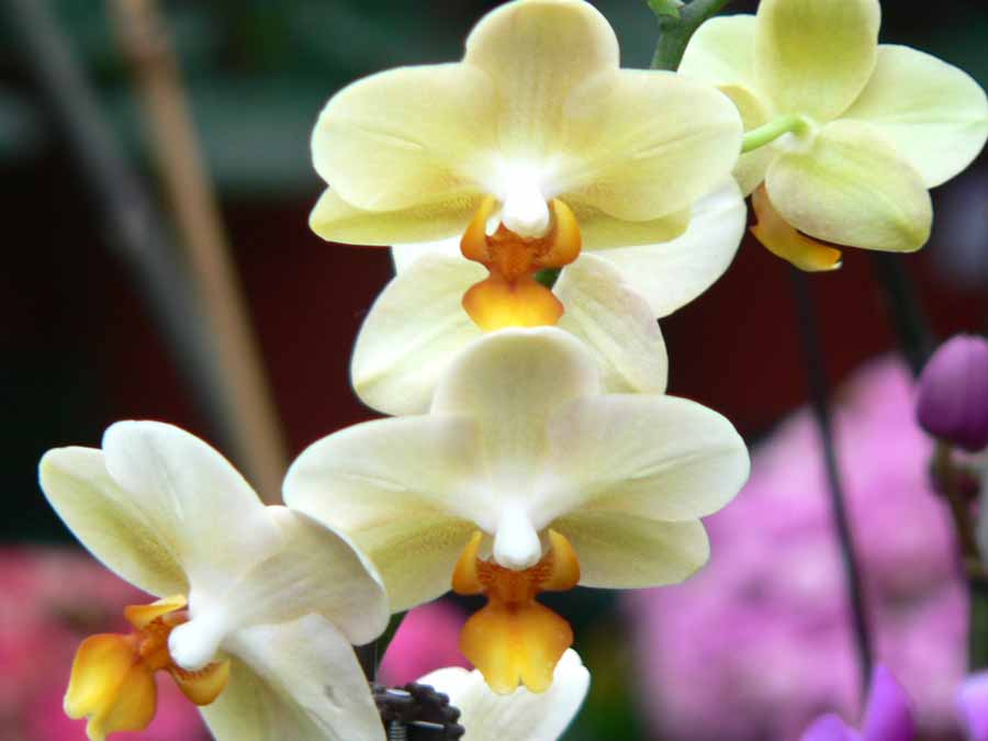[orchids2sm.jpg]