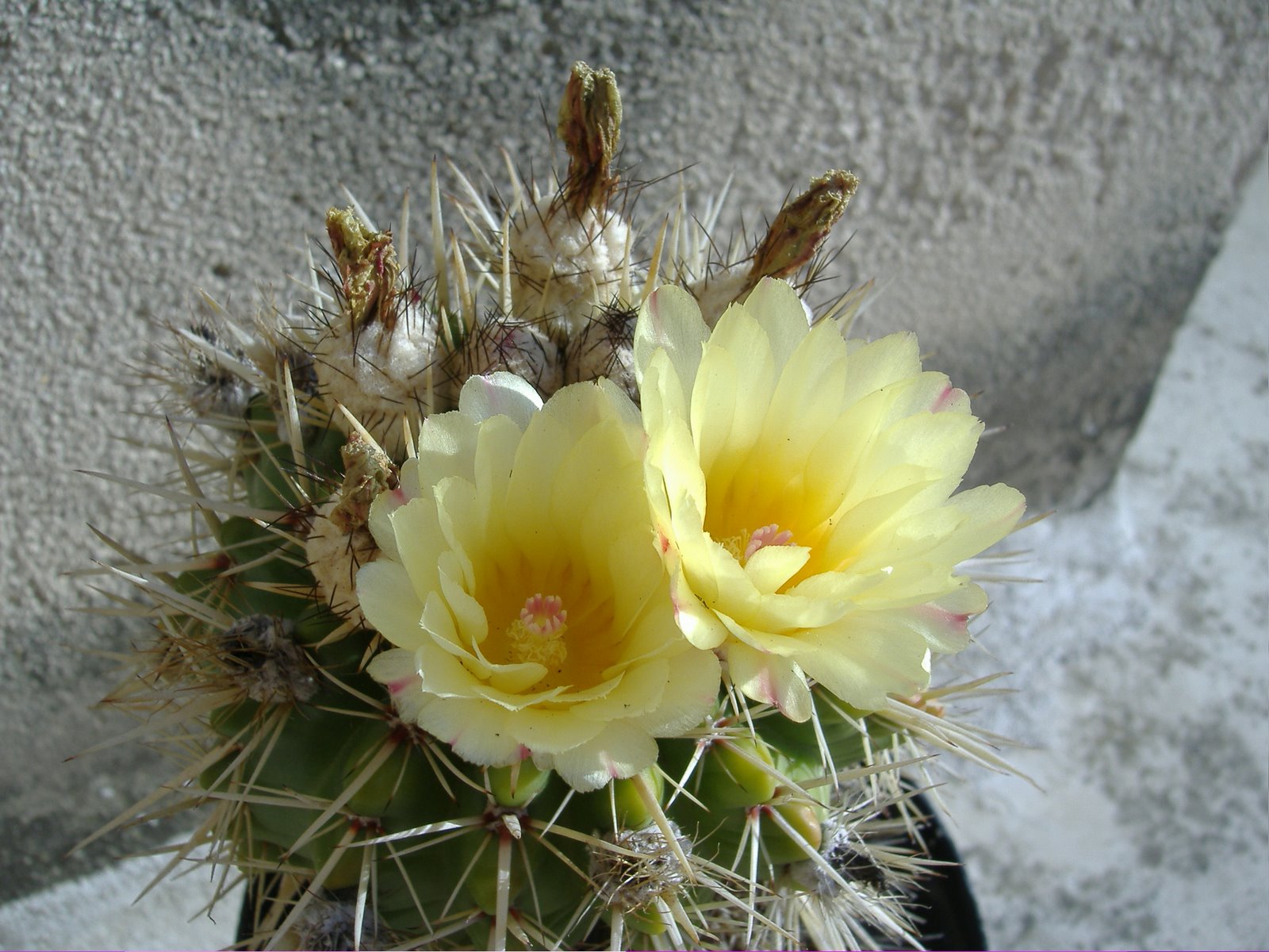 [cactus+004.jpg]