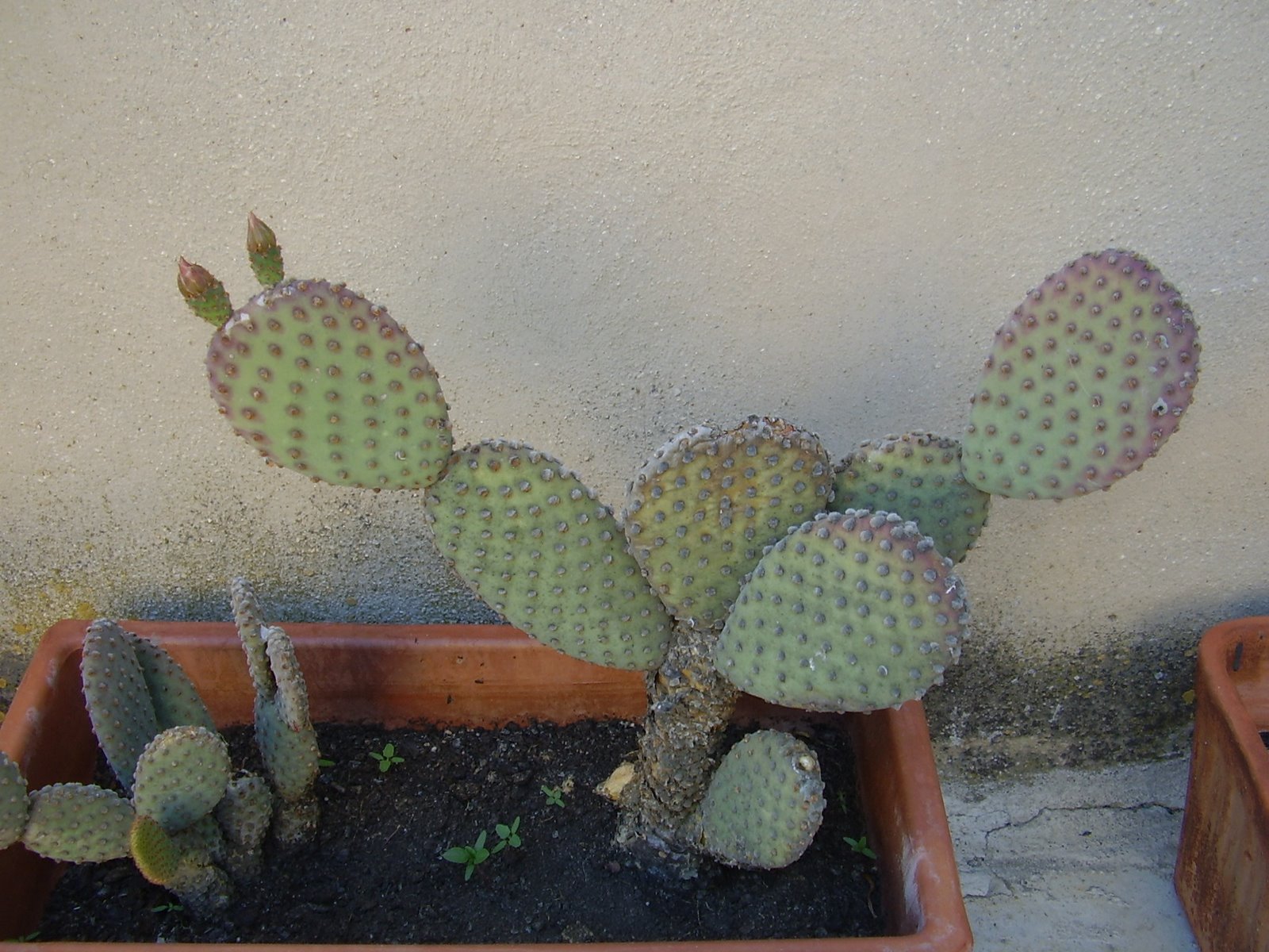 [cactus+003.jpg]