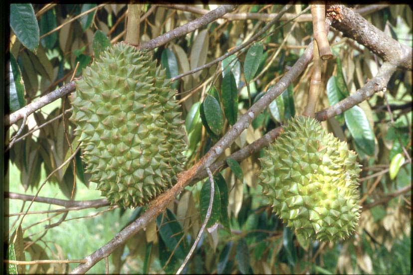 [G30_Young_Unripe_Durian.jpg]
