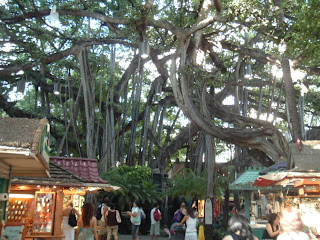Banyan Tree, a parasite common in Hawaii, sending shoots down into the ground to start new roots once it's support-host has died.