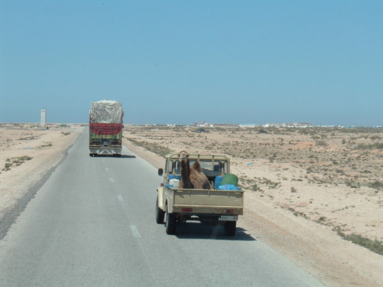 [Camel+w+truck.JPG]