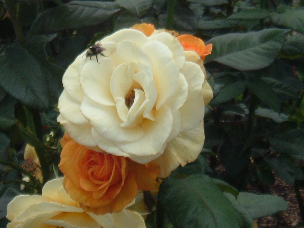 [Bee+on+Rose.JPG]
