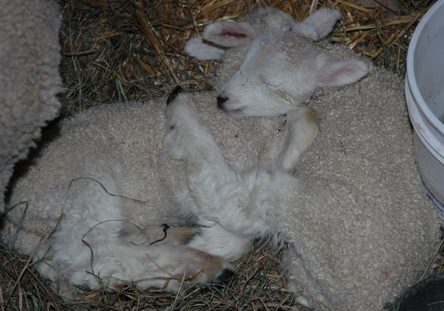 [hopes+snuggling+lambs.jpg]