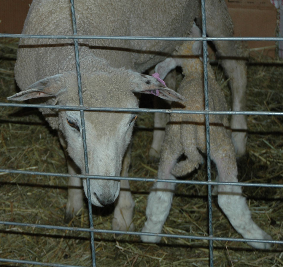 [810+ewe+lamb.jpg]