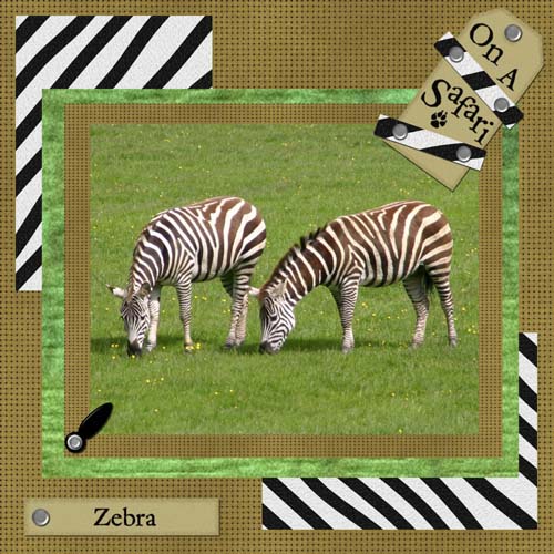 [Zebra+resized.jpg]
