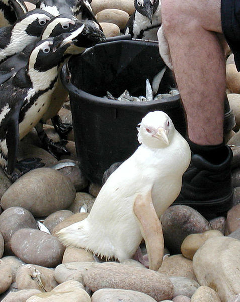 [albino-penguin-b.jpg]