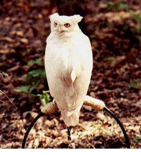 [albino-owl-gh-b.jpg]