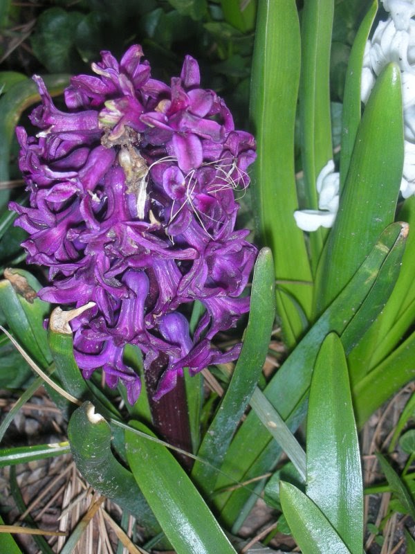 [purple+flower+small.JPG]