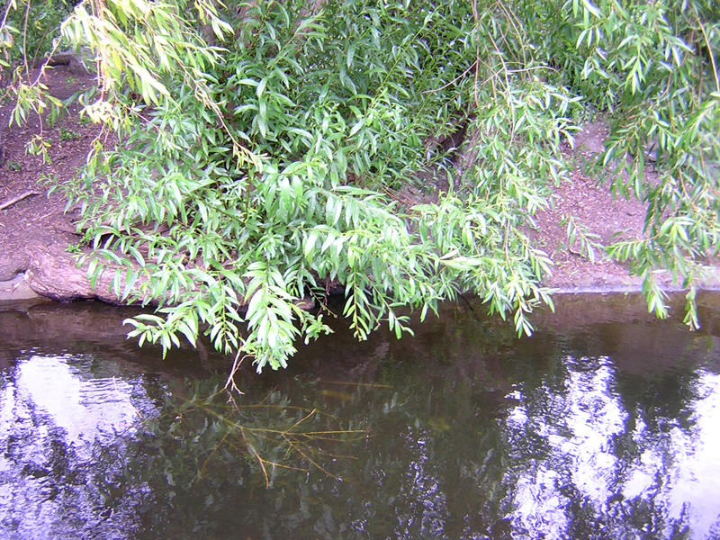 [6+willow+and+water.jpg]