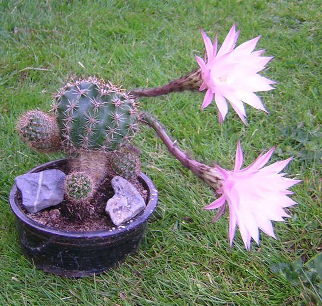 [cactus+flowers3.jpg]