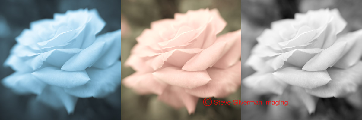 [3-Roses-833.jpg]
