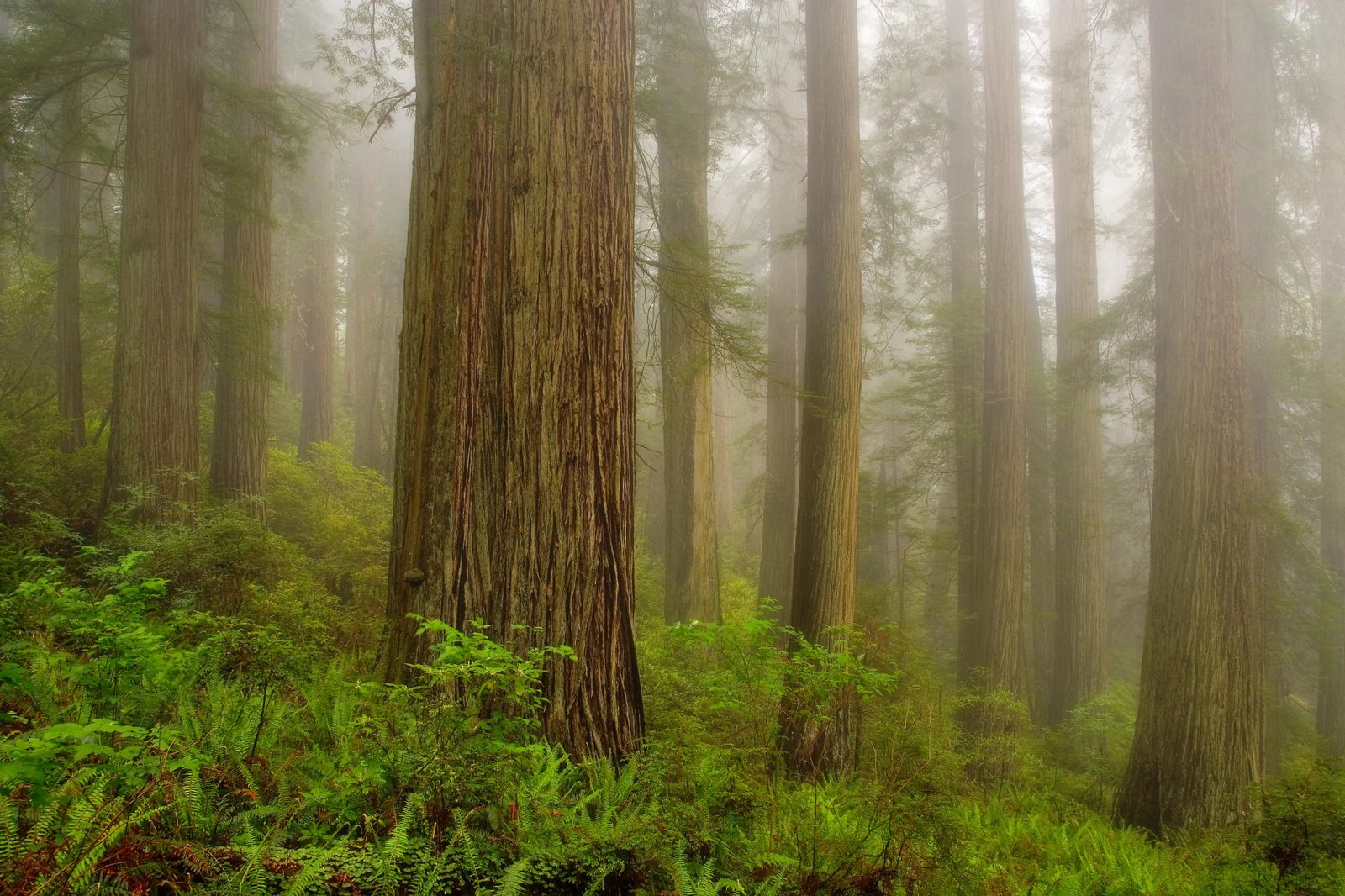 [Misty+Morning_Redwoods+National+Park_California.jpg]