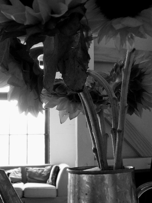 [studio+sunflowers+50829.jpg]