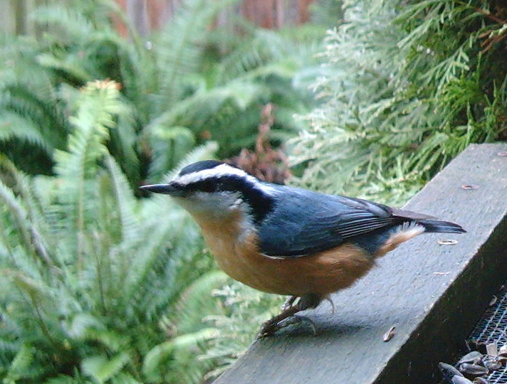 [Red-breasted+Nuthatch_Jan13.jpg]