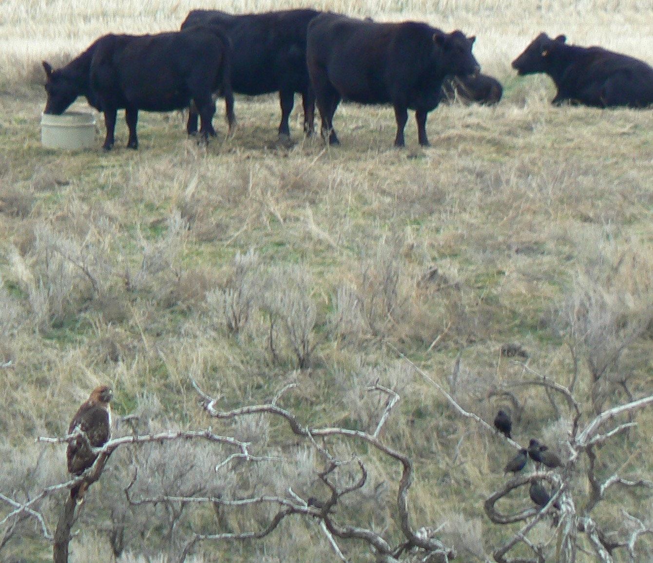 [Red-tailed+Hawk+and+cows.jpg]