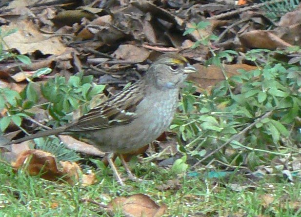[Golden-crowned+Sparrow.jpg]