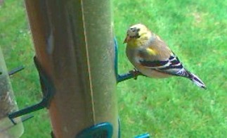 [American+Goldfinch+changing+plumage.jpg]